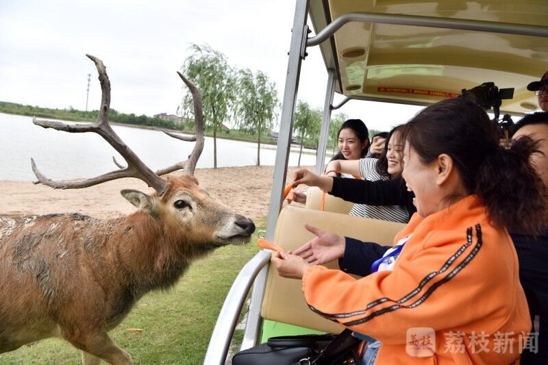 yan6-news-elk3.jpg
