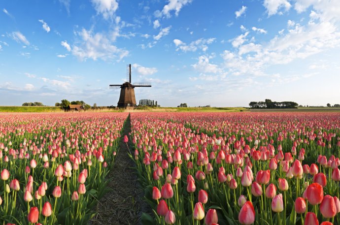 yan6-news-flower1.jpg